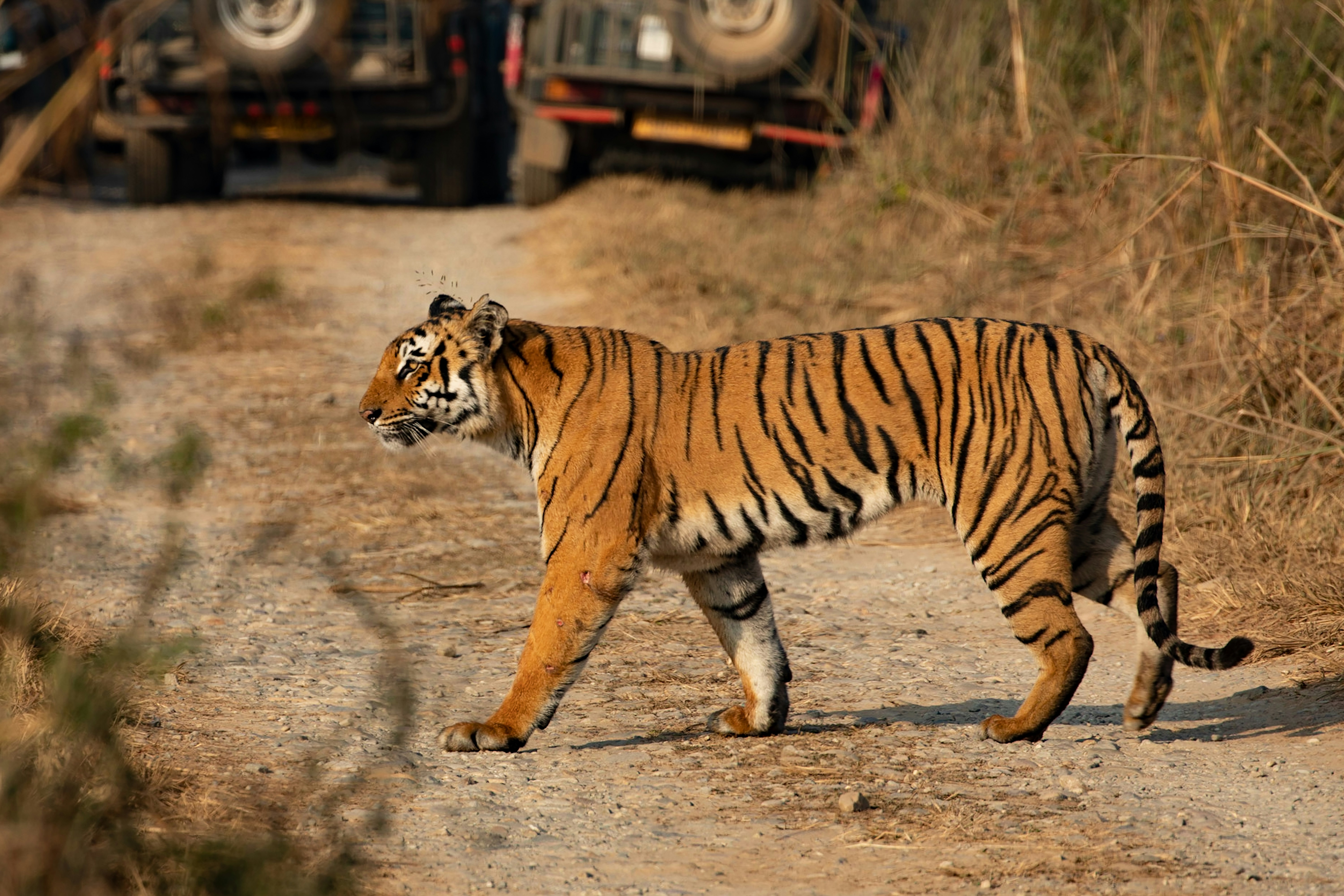 Jim Corbett Wildlife Tourism Overview